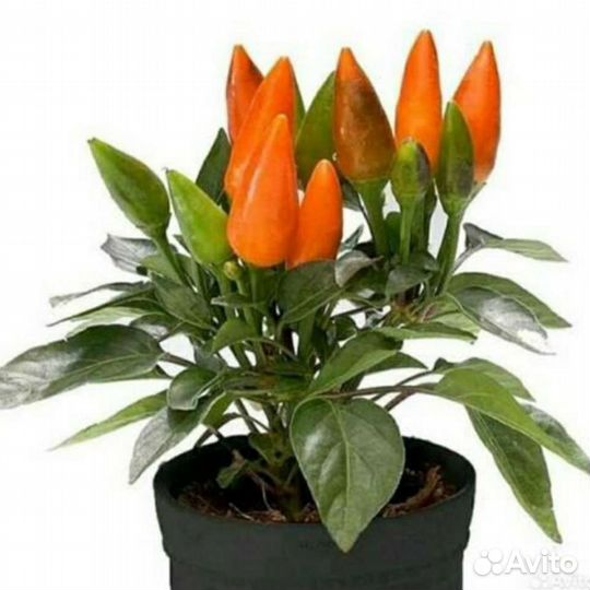 Перец острый Фокста, Хабанеро и др