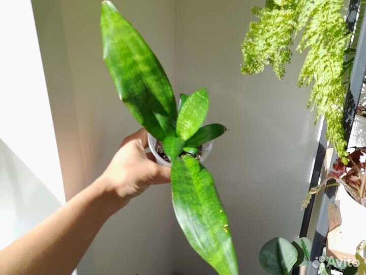 Комнатные растения