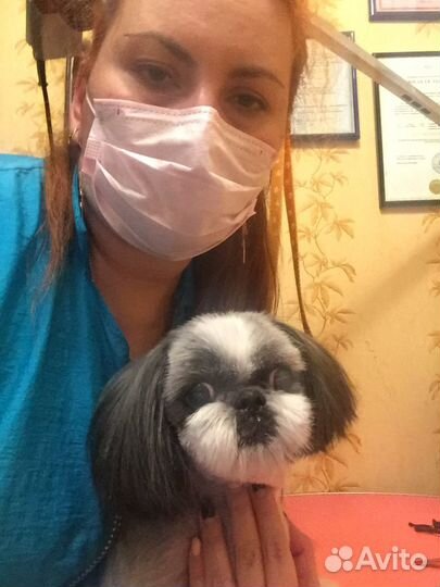 Профессиональная стрижка собак без наркоза