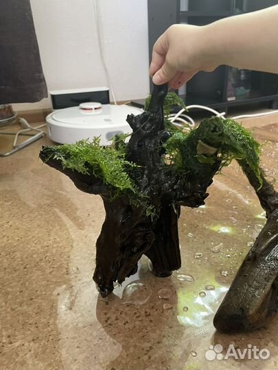 Коряга в аквариум со мхом разных видов