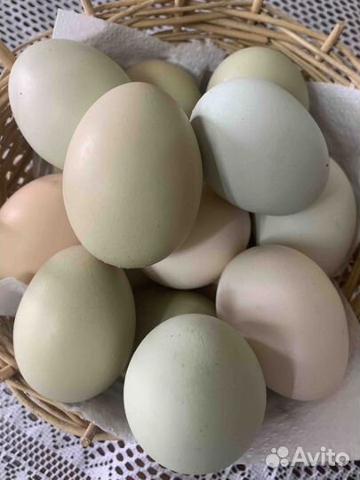 Инкубационное яйцо