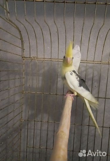 Попугай птенец Кореллы