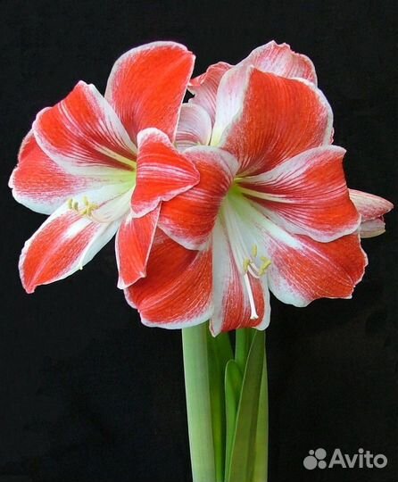 Гиппеаструм амариллис
