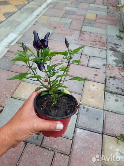 Перец комнатный острый