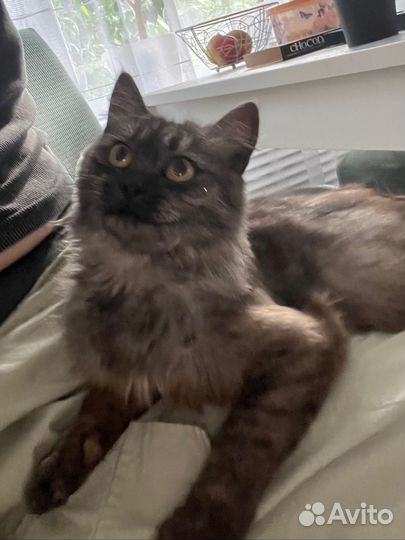 Кошка ласкушка