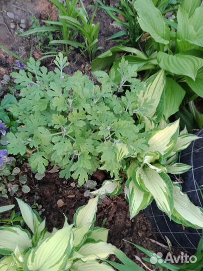 Продам хосты, многолетние растения в большом ассор