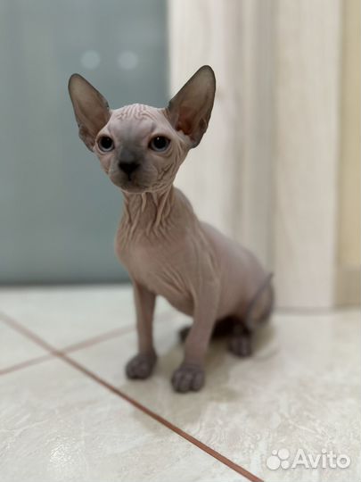 Канадский сфинкс