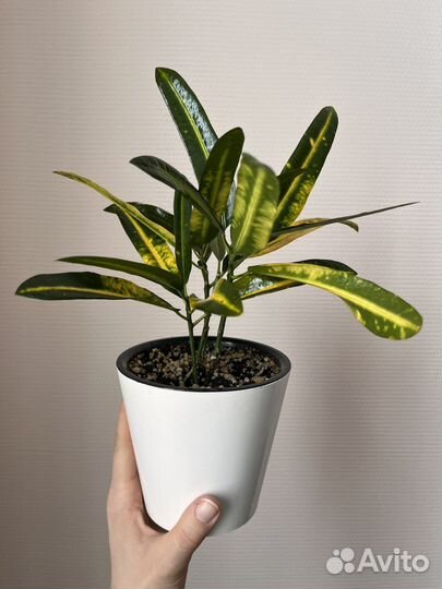 Кодиеум кротон