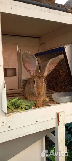 Продам племенных, половозрелых фландров