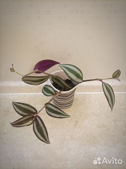 Традесканция зебрина