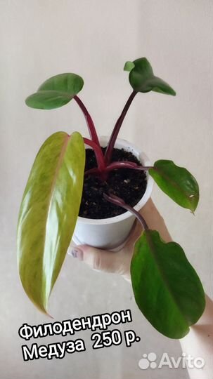 Филодендроны