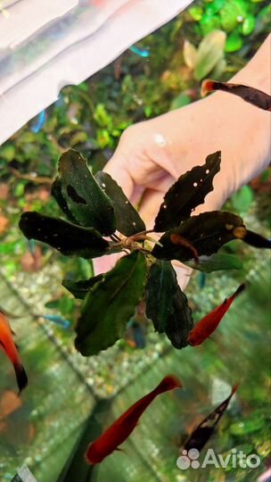 Широколистные буцефаландры,анубиас,лагенандра