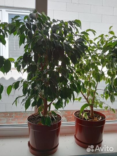 Фикус бенджамина