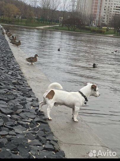 Вязка кобель Джек рассел