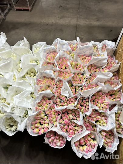 Тюльпаны Ультра Фреш бухта юг