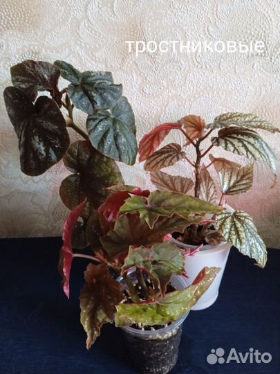 Комнатные цветы