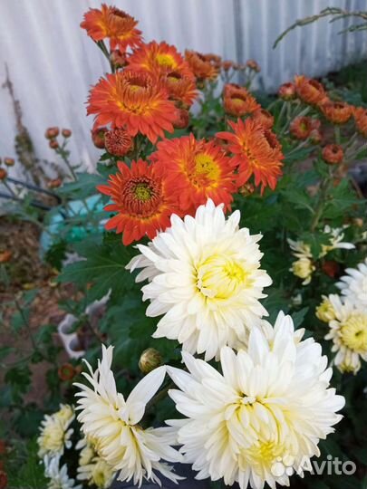 Хризантема редкой расцветки