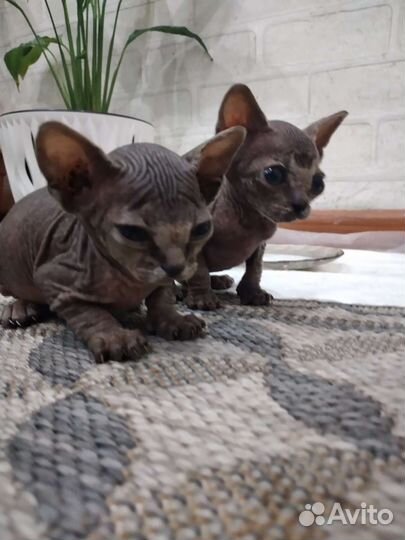 Канадский сфинкс котенок