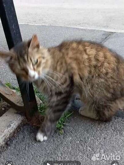 Кошка в дар