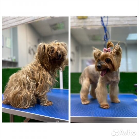 Груминг собак и кошек