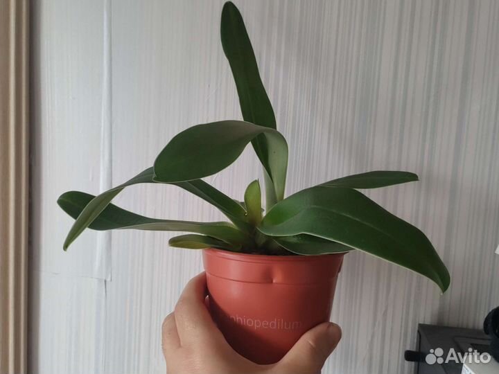 Орхидея пафиопедилум