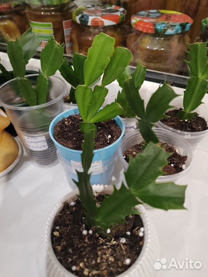 Шлюмбергера (декабрист)