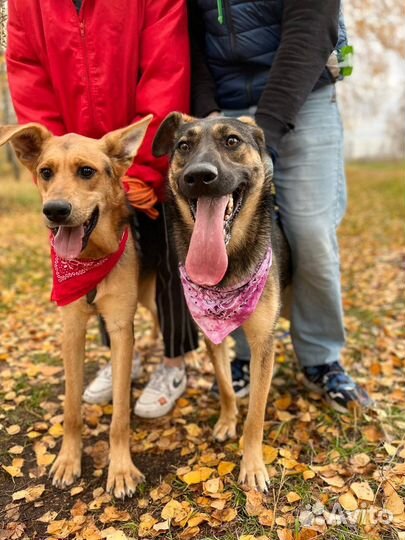 Собака из приюта