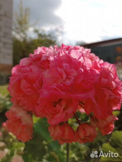 Ив-Столбовая Дворянка и ив-Солвейг пеларгония