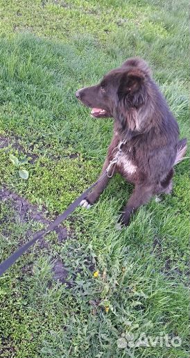 Пёс Черныш ищет дом