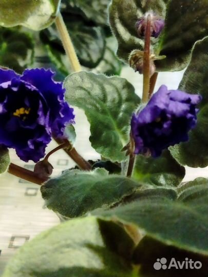 Фиалка, укоренённые листы