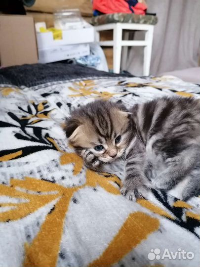 Котята