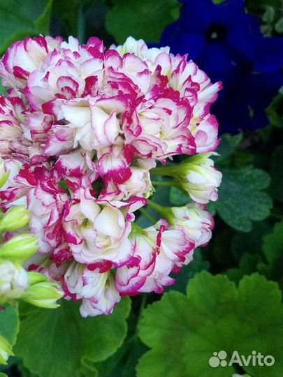 Пеларгония