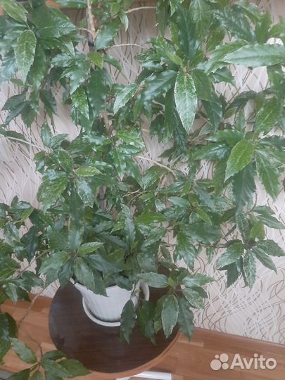 Комнатные цветы