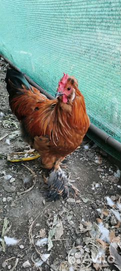 Молодые петушки