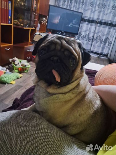 Мопс вязка мальчик