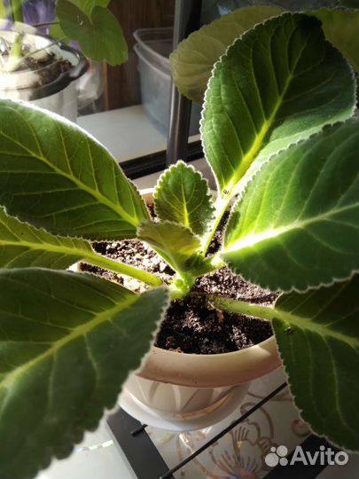 Глоксиния брокада