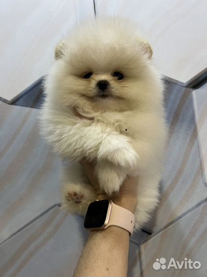 Померанский шпиц девочка