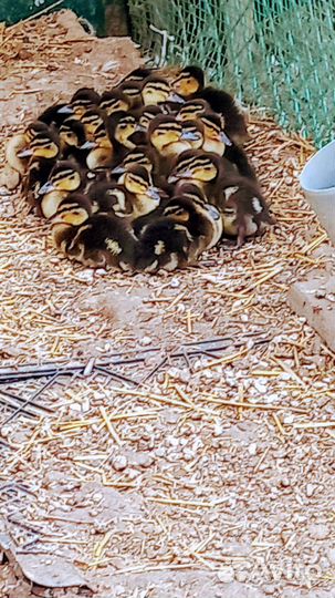 Подсадные утки