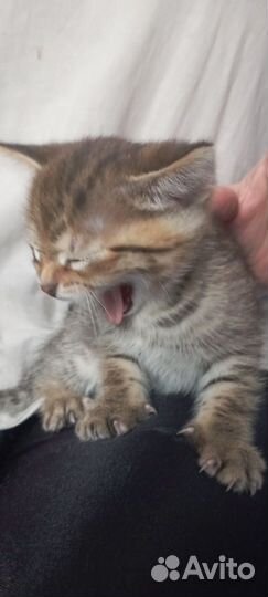 Котята