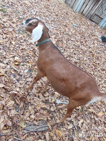 Нубийские козы