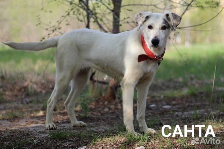 Собака в добрые руки