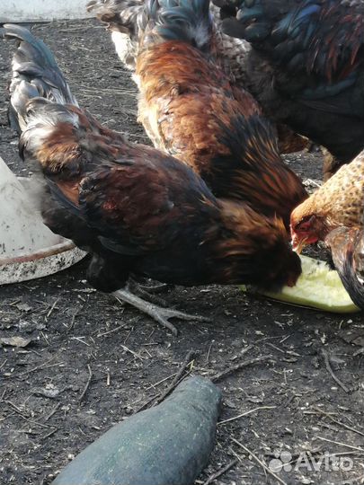 Амерауканы