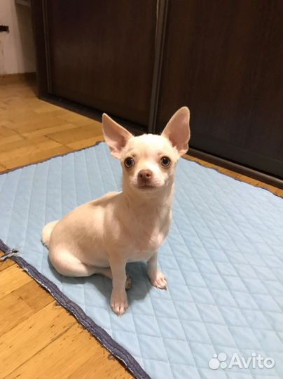 Щенки чихуахуа