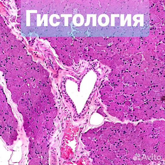 Репетитор по Биологии,Анатомии, Гистологии, Тесты