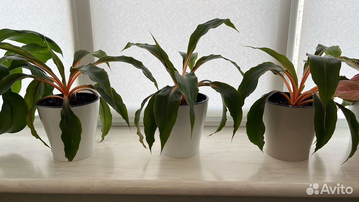 Хлорофитум оранж