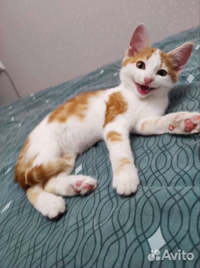 Стëпка ищет семью