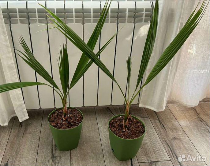 Пальма Вашингтония