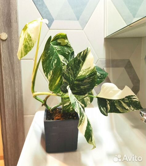 Монстера вариегатная Альба Москва
