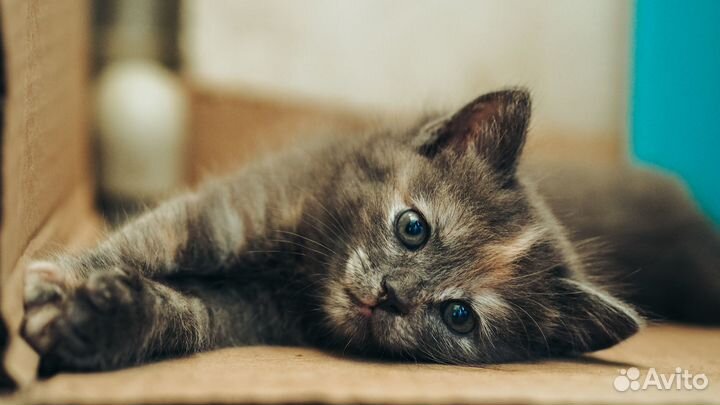 Очаровательные котята в добрые руки