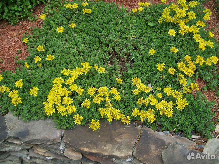 Очиток почвопокровный